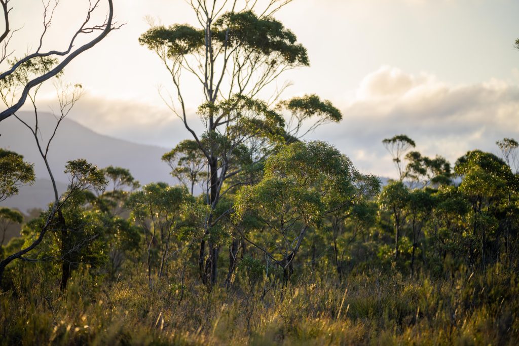 Bushfire Attack Level Bal Assessment Bushfire Logic